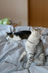 見上げるしぐさの可愛い猫　サバトラ猫