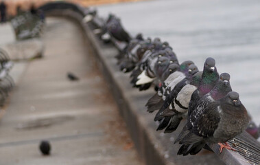 Pigeon from East River Walk 6