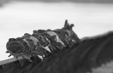 Pigeon from East River Walk 3