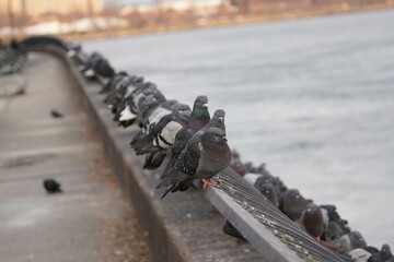 Pigeon from East River Walk 5