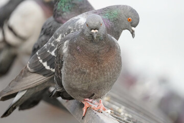 Pigeon from East River Walk 1