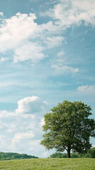 Obraz premium solitary tree stands on grassy hill under blue sky