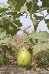 Eggplant plants in the farm for harvesting