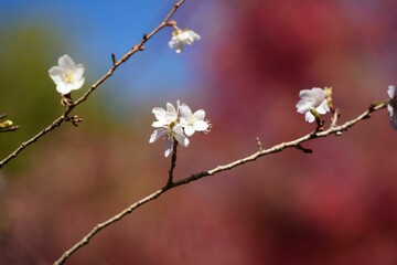 冬桜の柔らかな輝き
