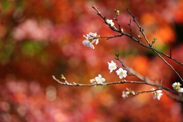秋色の中で咲く冬桜