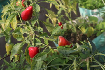 Pequin Pepper on tree in farm