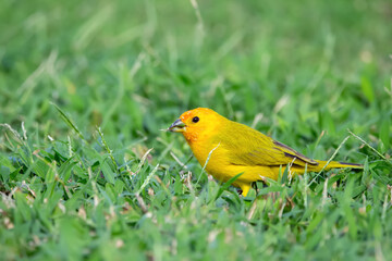 Beautiful colorful tropical yellow bird , Saffron finch, is foraging on the green grass of the lawn.
