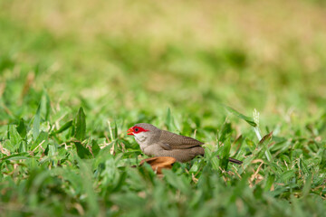 Little cute tropical bird Common waxbill with red stipe on his eyes is foraging on the ground in green grass of the park.