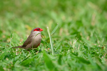 Tropical bird Common waxbill is feeding in lawn grass.