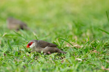 Little cute tropical bird Common waxbill with red stipe on his eyes is foraging on the ground in green grass of the park.