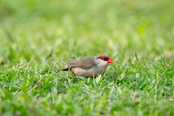 Little cute tropical bird Common waxbill with red stipe on his eyes is foraging on the ground in green grass of the park.