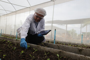 Senior male Agronomist inspects soil and planation plant  in a smart Vegetable Field, Recording...