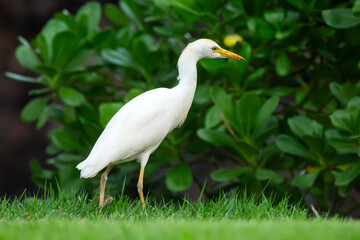 Beautiful white crane with yellow bill and legs Western cattle-egret is walking and foraging in green grass of the garden lawn.