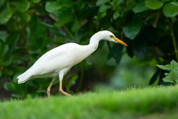 Beautiful white crane with yellow bill and legs Western cattle-egret is walking and foraging in green grass of the garden lawn.