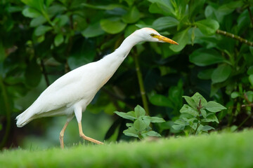 Beautiful white crane with yellow bill and legs Western cattle-egret is walking and foraging in green grass of the garden lawn.