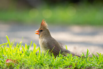 Tropical bird female Northern cardinal with red crest is foraging on the ground in green grass of the park.