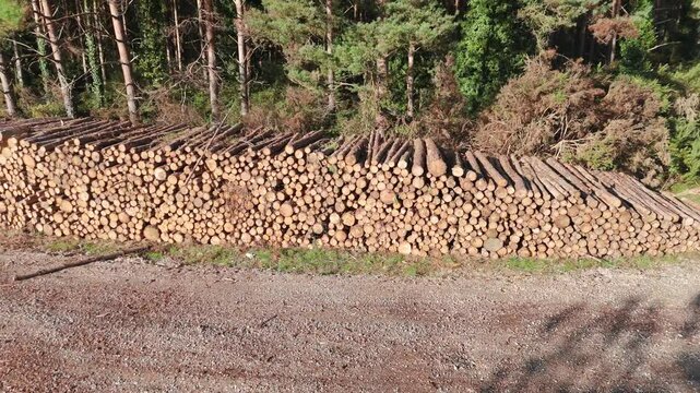 Tree logs stacked neatly along a forest road in Thetford Forest, symbolizing nature's harvest