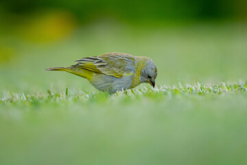 Gray and yellow female Saffron finch is foraging on the grass.
