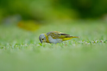 Cute little tropical yellow and gray bird , female Saffron finch, is foraging on the green grass of the lawn.