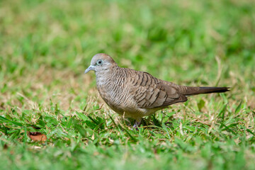 Little pigeon Zebra dove is walking and feeding on the ground.