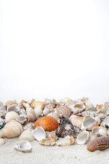Obraz premium Collection of various seashells scattered on white sand against a stark white background, highlighting their diverse shapes, colors, and textures.