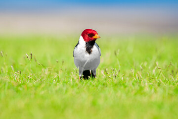 Yellow-billed cardinal is standing alerted in green grass.