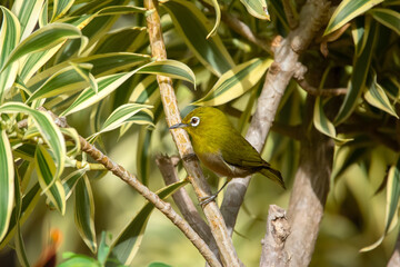 Warbling white-eye bird is sitting on a tree branch.