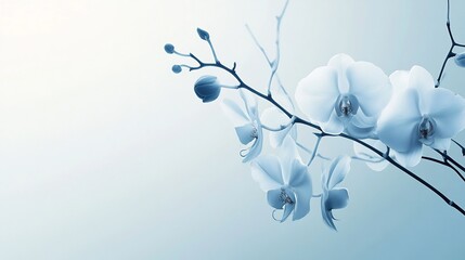 Serene Blue Orchids: A Symphony of Tranquility