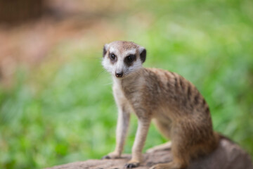 Meerkat or Suricate (Suricata suricatta)