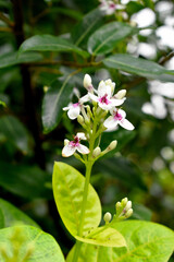 A delicate white Pseuderanthemum carruthersii flower with purple spots blooms among green leaves.