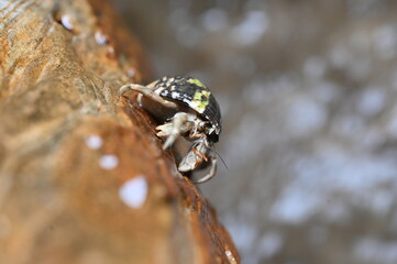 ナキオカヤドカリ