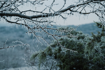 Freezing winter weather with ice in Texas rural landscape on mesquite tree and cedar plants.