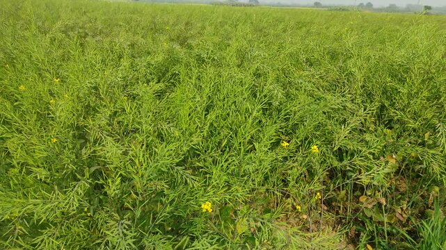 "Rich Harvest: The Growth Journey of Mustard Seeds Plant"