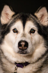 Portrait of an Alaskan Malamute dog on dark background