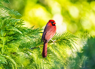 Make northern cardinal in a cedar tree
