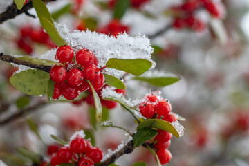red berries on a branch