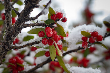 red berries on a branch