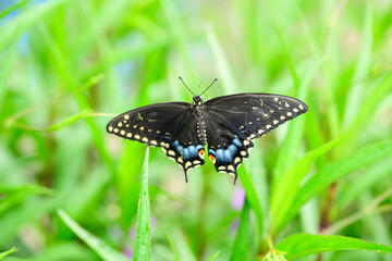 butterfly on grass
