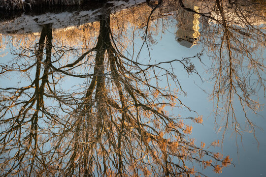 Upside down reflection of a large tree in a calm blue pond during winter sunset