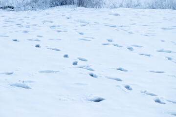 Obraz premium Which go should we.go?