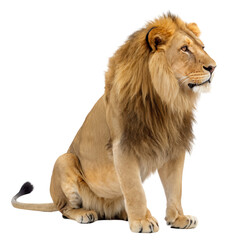 Obraz premium Regal Male Lion Portrait , transparent background PNG