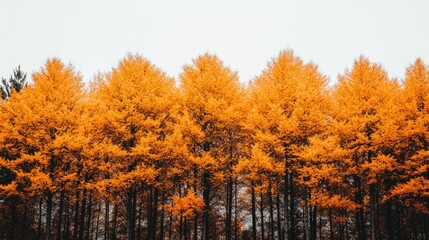 Fototapeta premium Golden autumn trees, forest landscape, overcast sky, nature background, website banner