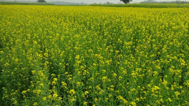 Mustard plants farm ( sarso khet) having yellow growing flower bloom, oilseeds	