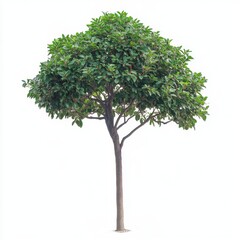 Obraz premium Large green tree standing alone on a white background representing nature and growth
