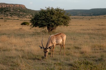 Naklejka premium Antelope grazing in African savanna
