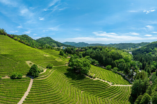 Bongsan-ri, Boseong-gun, Jeollanam-do, South Korea - May 17, 2024: High angle and spring view of trees and green tea fields at Daehan Dawon Tea Plantation