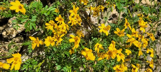 La naturaleza se pinta de verde y dorado