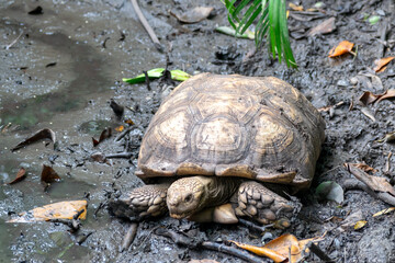 Tortoise on muddy ground in a protected area in Cartagena, Colombia.