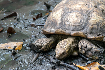 Tortoise on muddy ground in a protected area in Cartagena, Colombia.