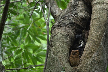 リュウキュウコノハズク